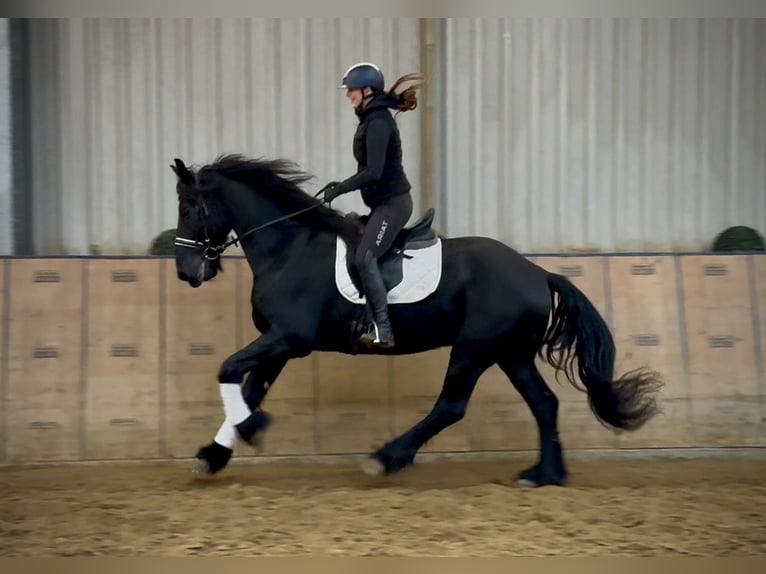 Friesian horses Gelding 12 years 16 hh Black in Neustadt (Wied)