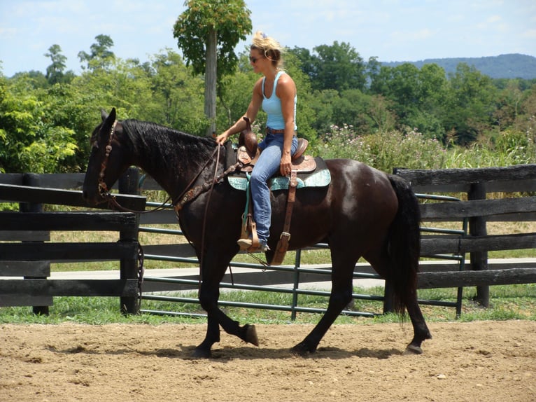 Friesian horses Gelding 12 years 16 hh Black in Hillsboro, OH