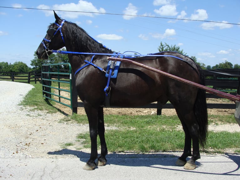 Friesian horses Gelding 12 years 16 hh Black in Hillsboro, OH