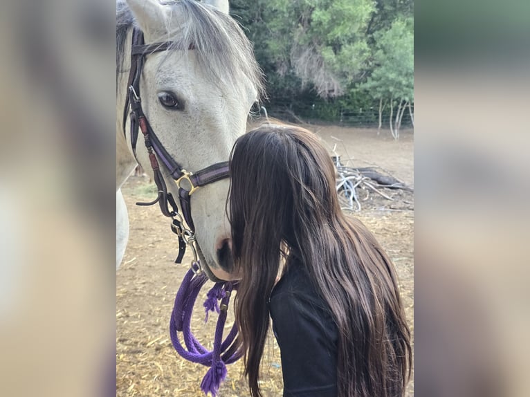 Friesian horses Mix Gelding 12 years 16 hh Grey-Dapple in Cashmere