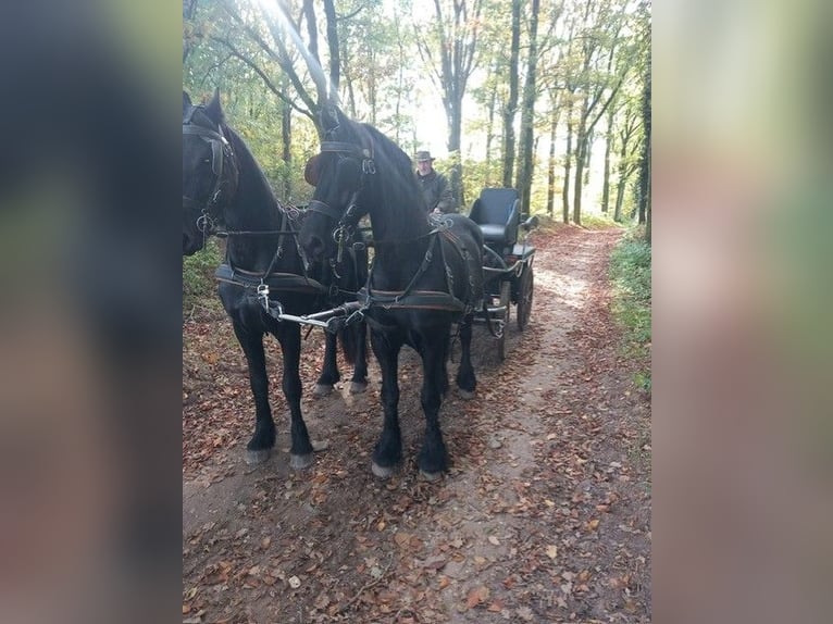 Friesian horses Gelding 12 years 16 hh Smoky-Black in Arnhem