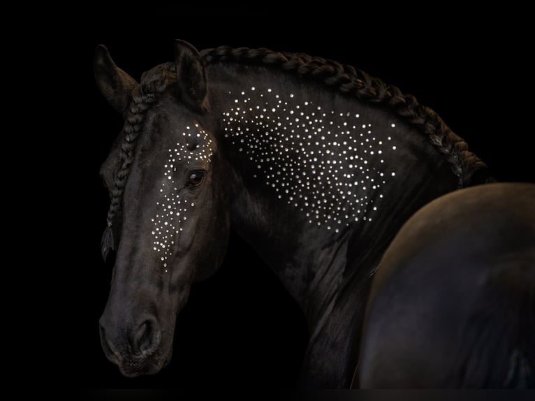 Friesian horses Gelding 12 years 16 hh  in Straelen