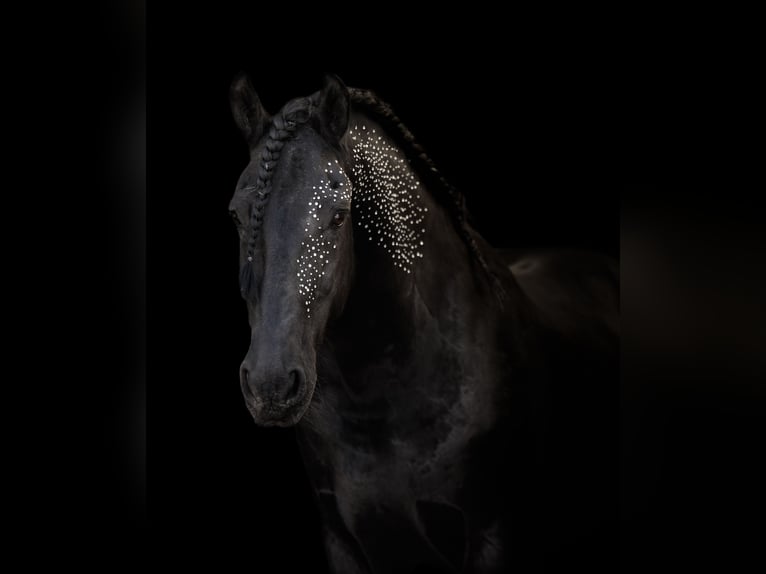 Friesian horses Gelding 12 years 16 hh  in Straelen