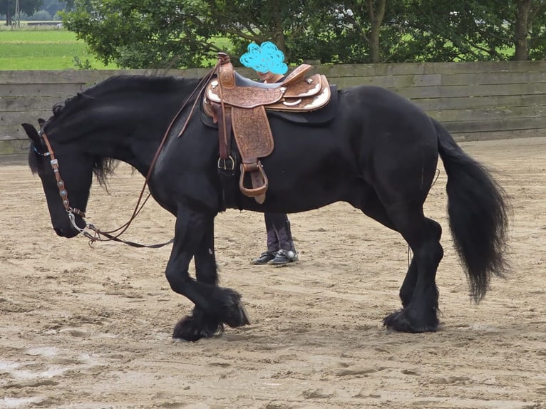 Friesian horses Gelding 12 years 16 hh  in Straelen