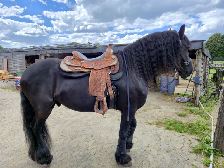 Friesian horses Gelding 12 years 16 hh  in Straelen