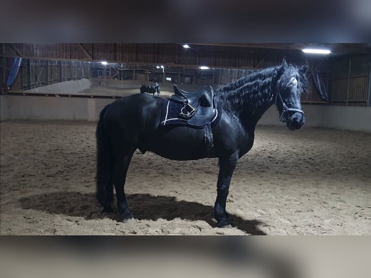 Friesian horses Gelding 12 years 16,3 hh Black in Slovenia