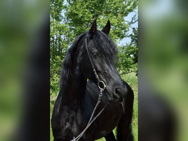 Friesian horses Gelding 12 years 16,3 hh Black in Slovenia