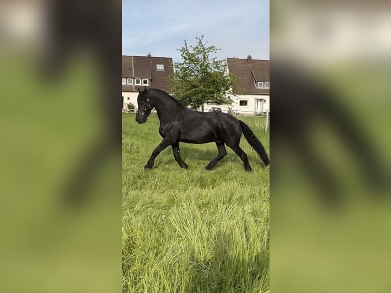 Friesian horses Gelding 12 years 16,3 hh Black in Slovenia