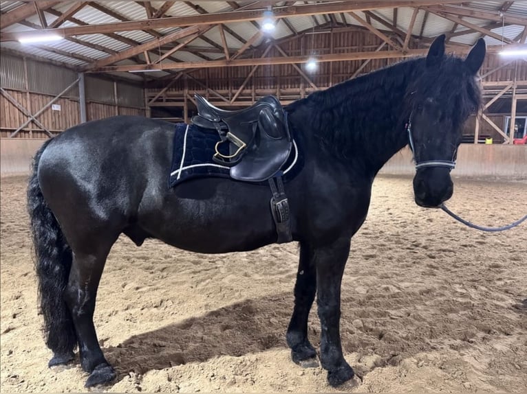 Friesian horses Gelding 12 years 16,3 hh Black in Slovenia