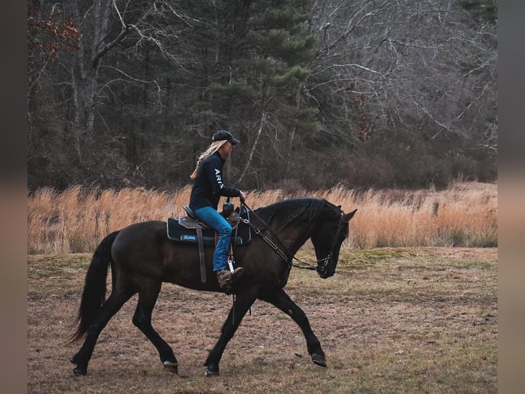 Friesian horses Mix Gelding 12 years 17 hh Black in Middleboro
