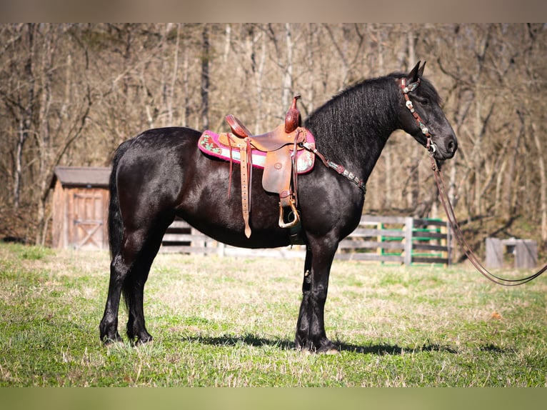 Friesian horses Gelding 12 years Black in Flemingsburg KY