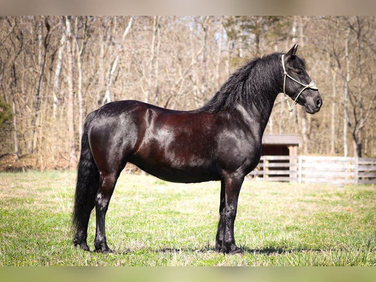 Friesian horses Gelding 12 years Black in Flemingsburg KY