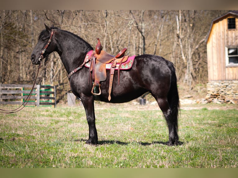 Friesian horses Gelding 12 years Black in Flemingsburg KY