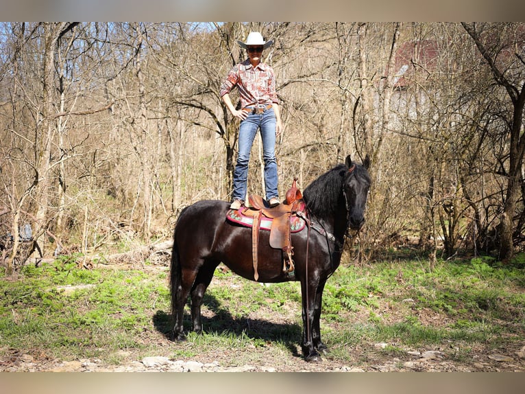 Friesian horses Gelding 12 years Black in Flemingsburg KY