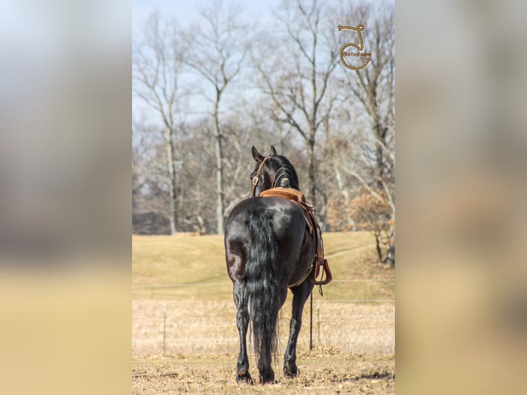 Friesian horses Gelding 12 years Brown in wALKERTON in