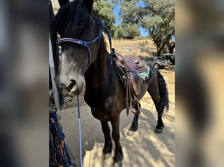 Friesian horses Gelding 13 years 15,2 hh Black in Monda