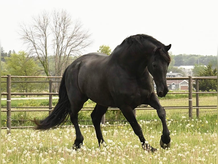 Friesian horses Gelding 13 years 15,3 hh Black in Oelwein IA