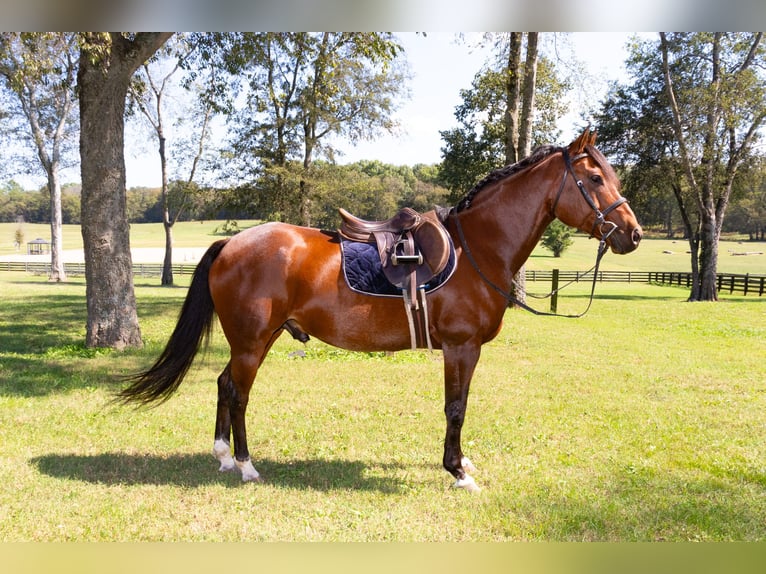 Friesian horses Mix Gelding 13 years 15,3 hh Roan-Bay in Fayetteville, TN