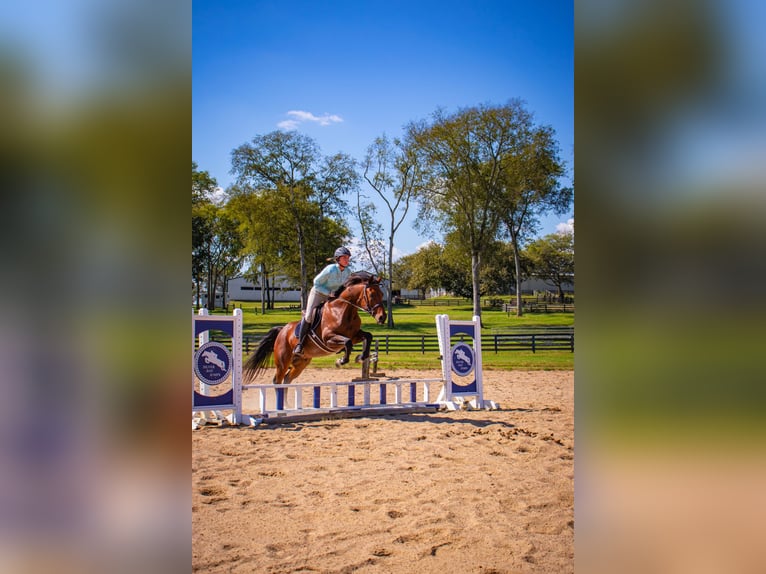 Friesian horses Mix Gelding 13 years 15,3 hh Roan-Bay in Fayetteville, TN