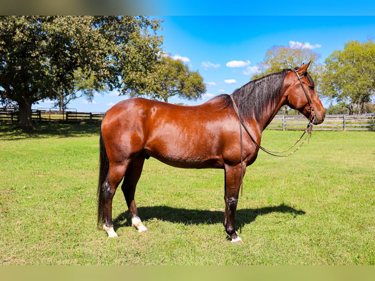 Friesian horses Mix Gelding 13 years 15,3 hh Roan-Bay in Fayetteville, TN