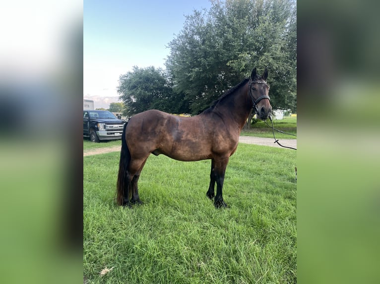 Friesian horses Gelding 13 years 15 hh Bay in Bullard