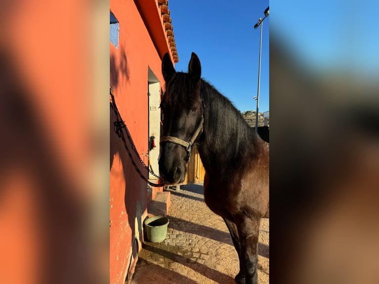 Friesian horses Gelding 13 years 15 hh Black in Benissa