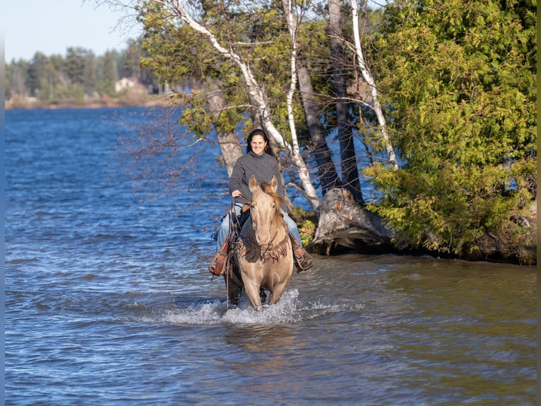 Friesian horses Mix Gelding 13 years 15 hh Champagne in Nevis
