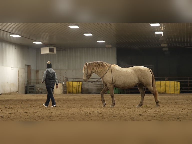 Friesian horses Mix Gelding 13 years 15 hh Champagne in Nevis