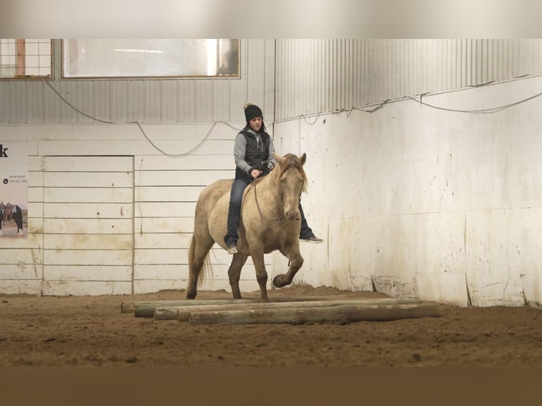 Friesian horses Mix Gelding 13 years 15 hh Champagne in Nevis