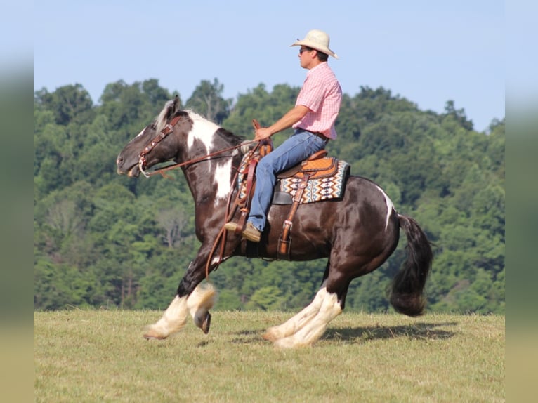 Friesian horses Gelding 13 years 15 hh Tobiano-all-colors in Brodhead KY