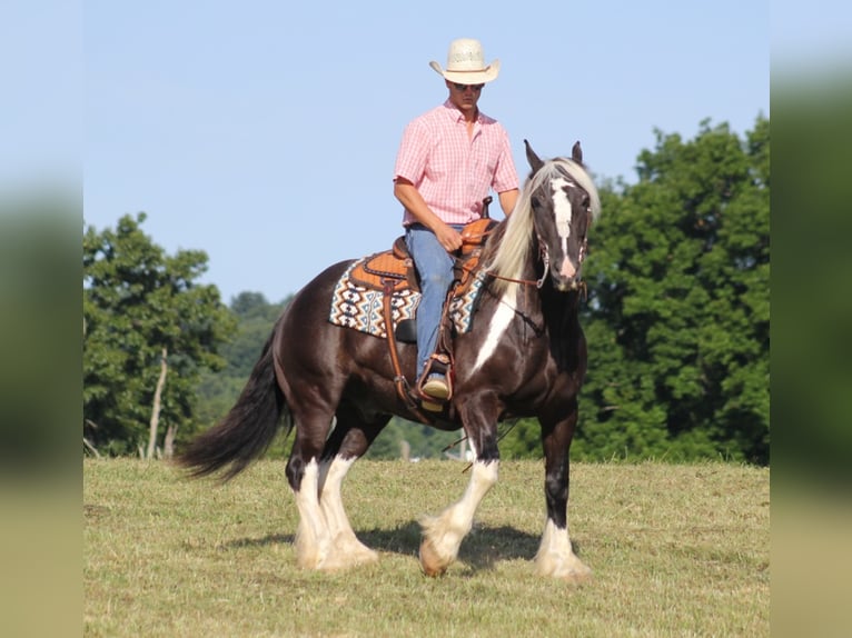 Friesian horses Gelding 13 years 15 hh Tobiano-all-colors in Brodhead KY