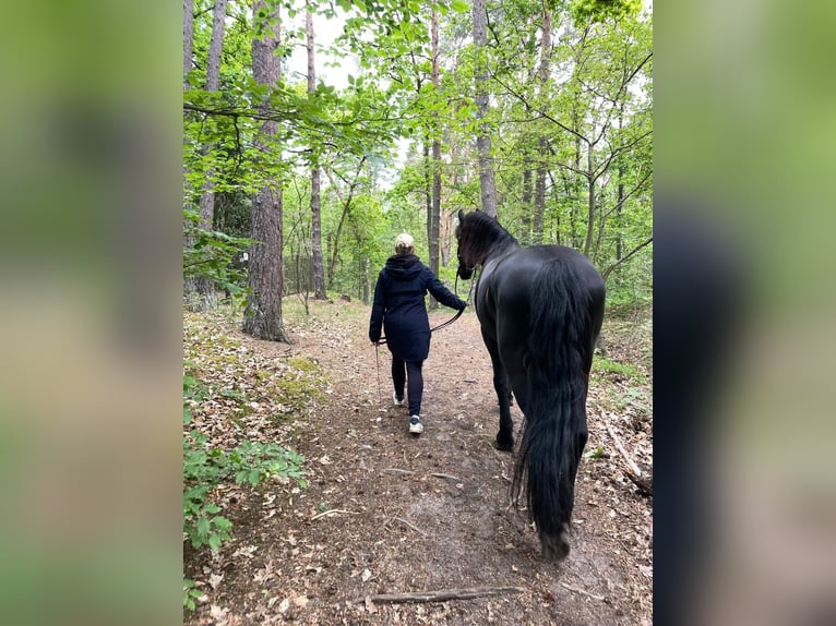 Friesian horses Gelding 13 years 15,2 hh Black in Falkensee