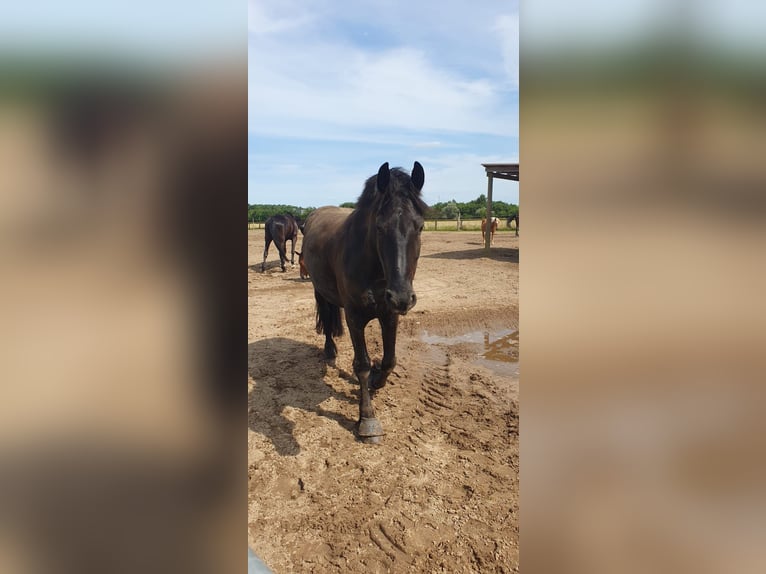 Friesian horses Gelding 13 years 16.1 hh Black in Trebbin