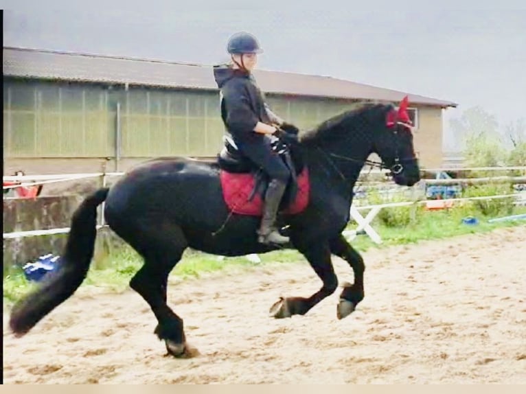 Friesian horses Gelding 13 years 16.1 hh Black in Trebbin
