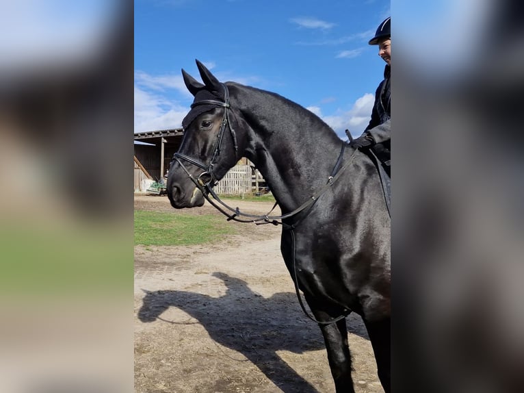 Friesian horses Gelding 13 years 16.1 hh Black in Trebbin
