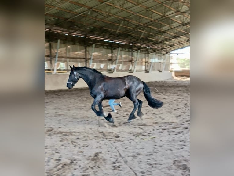 Friesian horses Gelding 13 years 16.1 hh Black in Trebbin