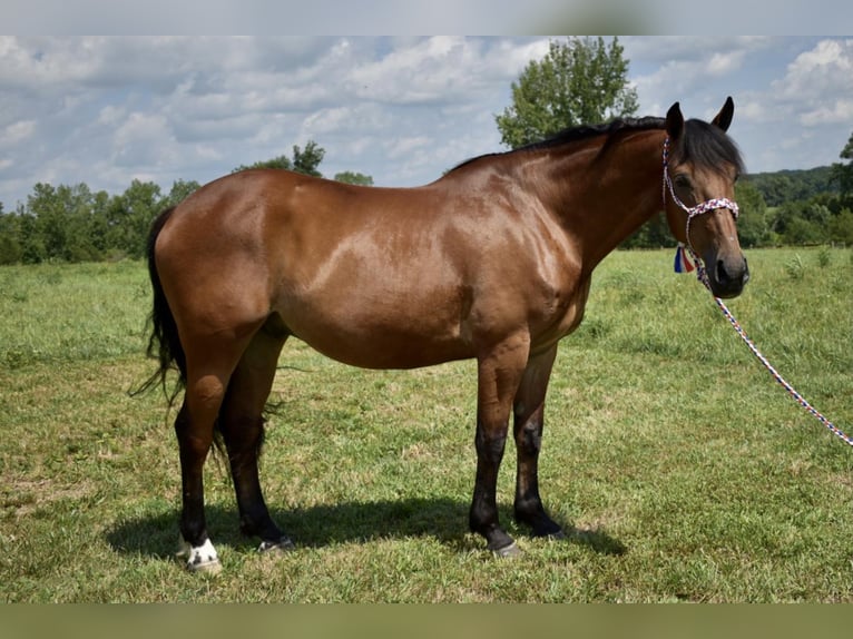 Friesian horses Mix Gelding 13 years 16 hh Bay in Orchard, KY