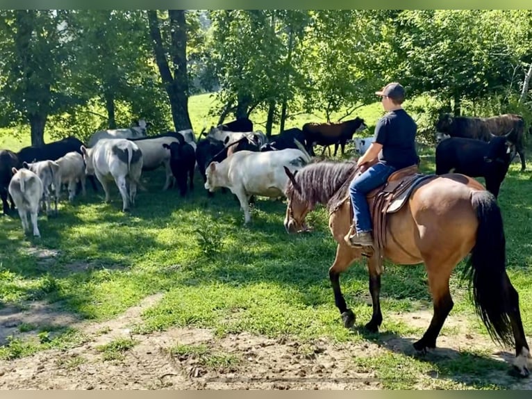 Friesian horses Mix Gelding 13 years 16 hh Bay in Orchard, KY