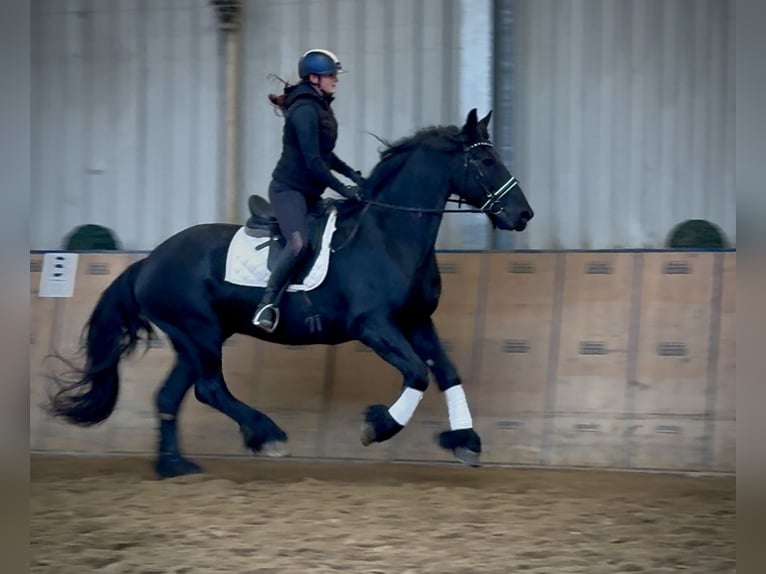 Friesian horses Gelding 13 years 16 hh Black in Neustadt (Wied)