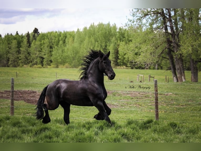 Friesian horses Gelding 13 years 16 hh Black in Mirror