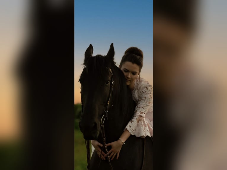 Friesian horses Gelding 13 years 16 hh Black in Mirror