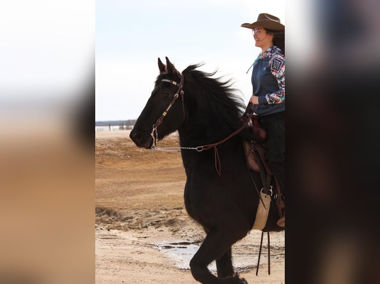 Friesian horses Gelding 13 years 16 hh Black in Mirror