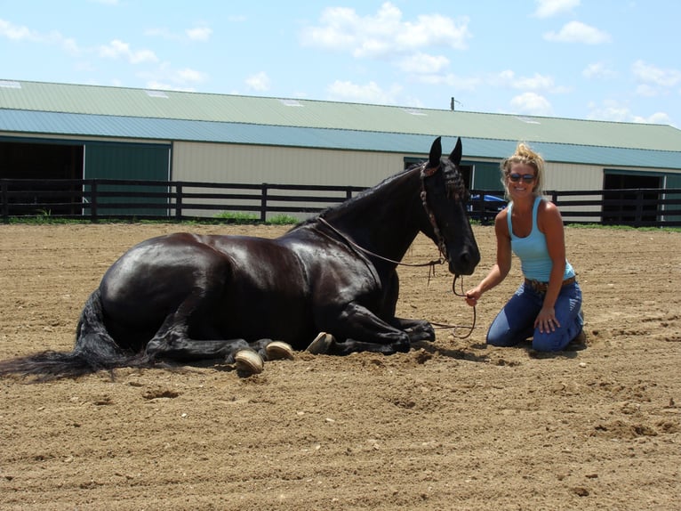 Friesian horses Gelding 13 years 16 hh Black in Hillsboro, OH