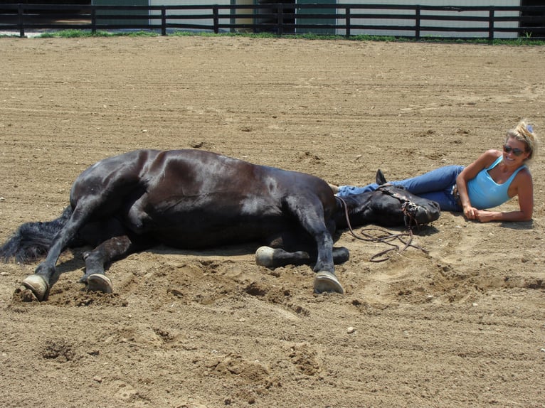 Friesian horses Gelding 13 years 16 hh Black in Hillsboro, OH