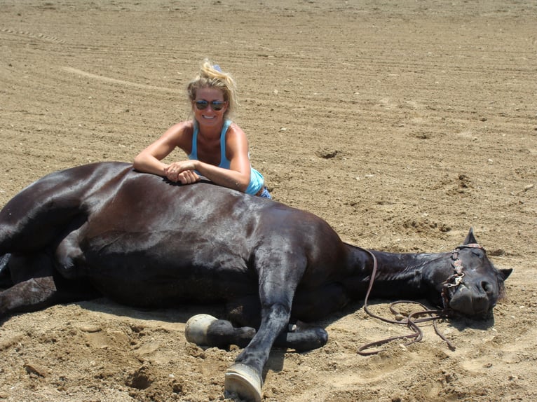 Friesian horses Gelding 13 years 16 hh Black in Hillsboro, OH