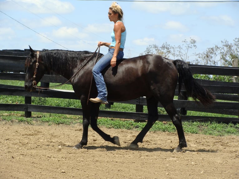 Friesian horses Gelding 13 years 16 hh Black in Hillsboro, OH