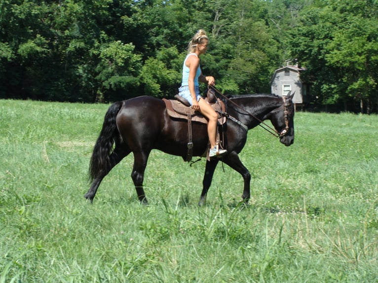 Friesian horses Gelding 13 years 16 hh Black in Hillsboro, OH