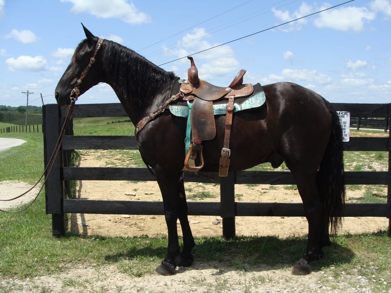 Friesian horses Gelding 13 years 16 hh Black in Hillsboro, OH