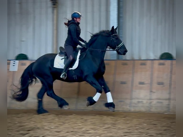 Friesian horses Gelding 13 years 16 hh  in Neustadt (Wied)