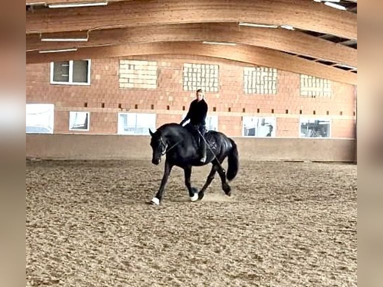 Friesian horses Gelding 13 years 16,1 hh Black in Trebbin